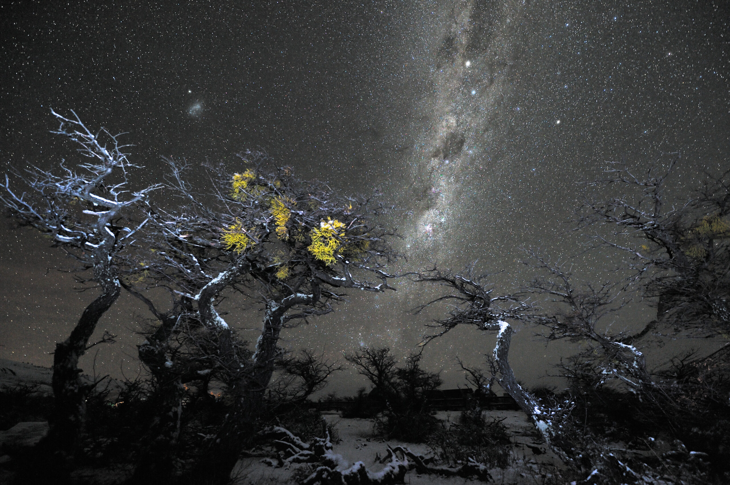 冬夜星空下的銀河與樹林剪影，象徵星際種子跨越星系的靈魂起源