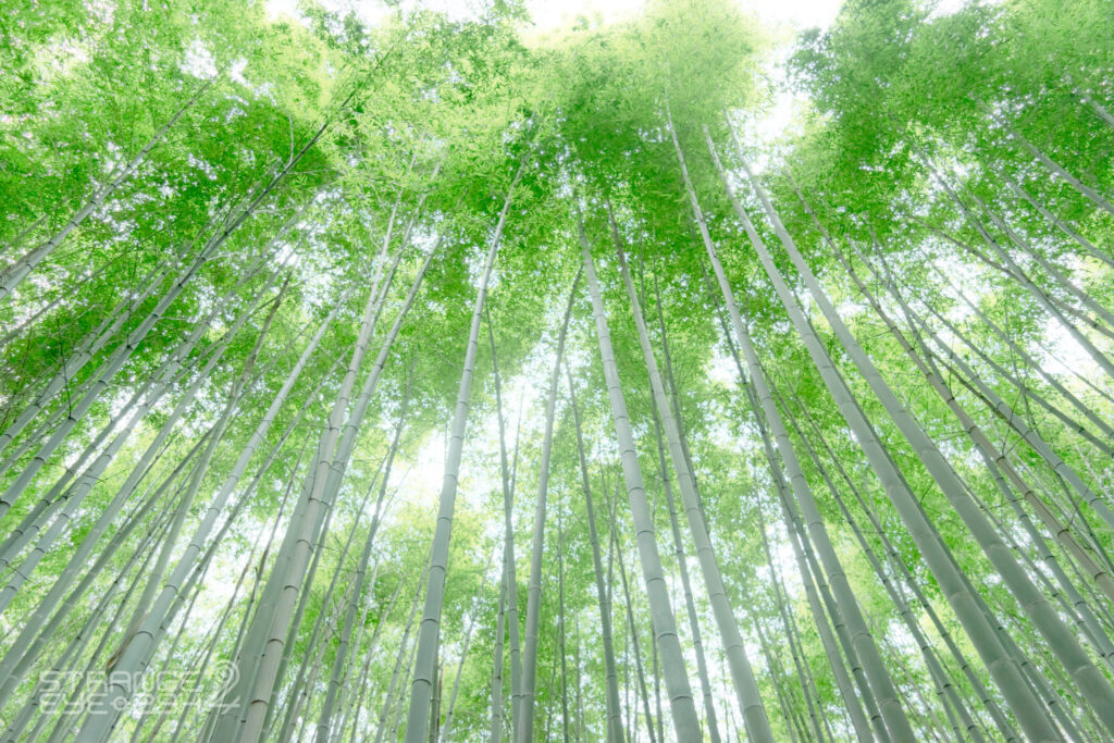 翠綠竹林向上仰望天空意象：氣功生生不息的能量流動